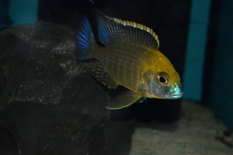 Lethrinops sp. 'yellow collar' Harbour Island